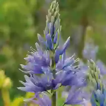 Leichtlinii Caerulea